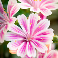 Heirloom Non-GMO Pink Lewisia Flower Seeds for Rock Gardens and Charming Bloom Displays