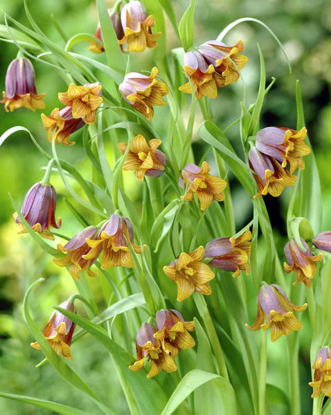 Fritillaria uva-vulpis Seeds