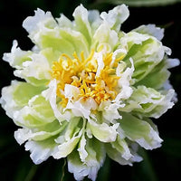 Green Lotus Peony
