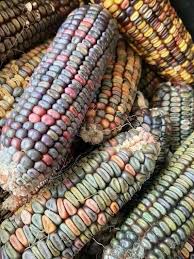 Earth Tones Dent – Corn Seed