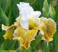Going Green Bearded Iris