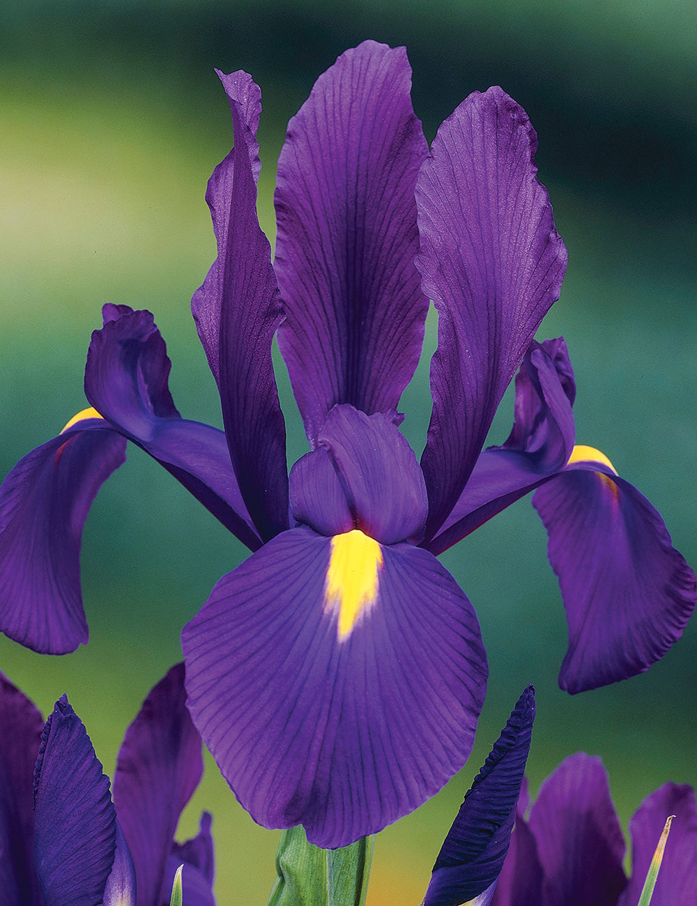 Dutch Iris- Discovery Purple