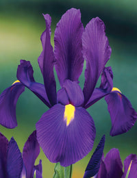 Dutch Iris- Discovery Purple