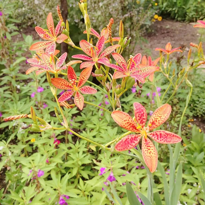 Blackberry Lily Flower Seeds – Heirloom Non-GMO Freckled Blooms for Unique Garden Planting