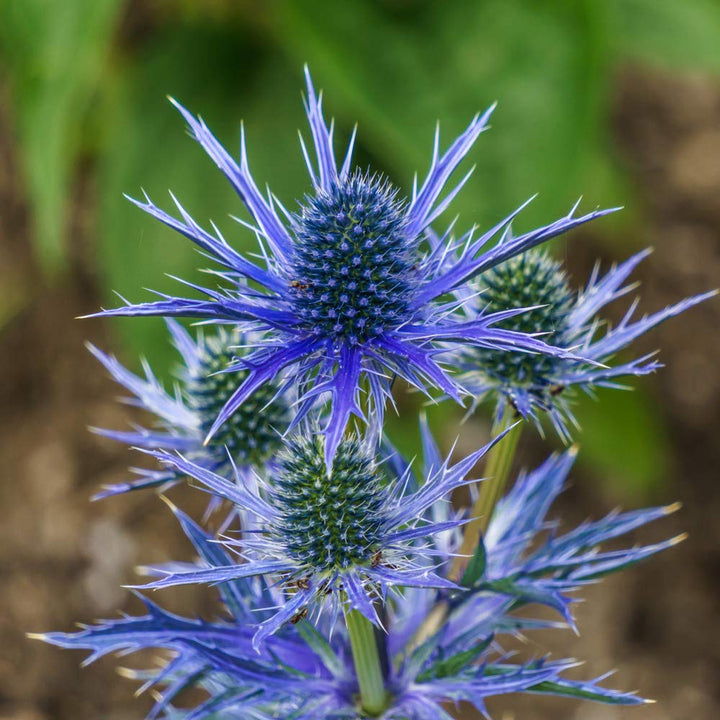 Heirloom Non-GMO Blue Eryngium Planum Flower Seeds – Unique Spiky Blooms for Garden Planting
