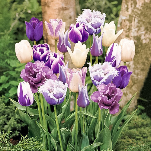 Grape Soda Tulip Mixture Seeds