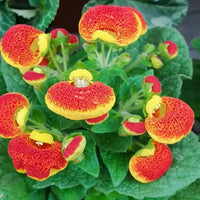 Heirloom Non-GMO Calceolarias Flower Seeds for Uniquely Shaped Blooms and Garden Planting