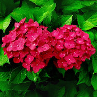 Heirloom Red Hydrangea Flower Seeds, Non-GMO Vibrant Blooms for Planting