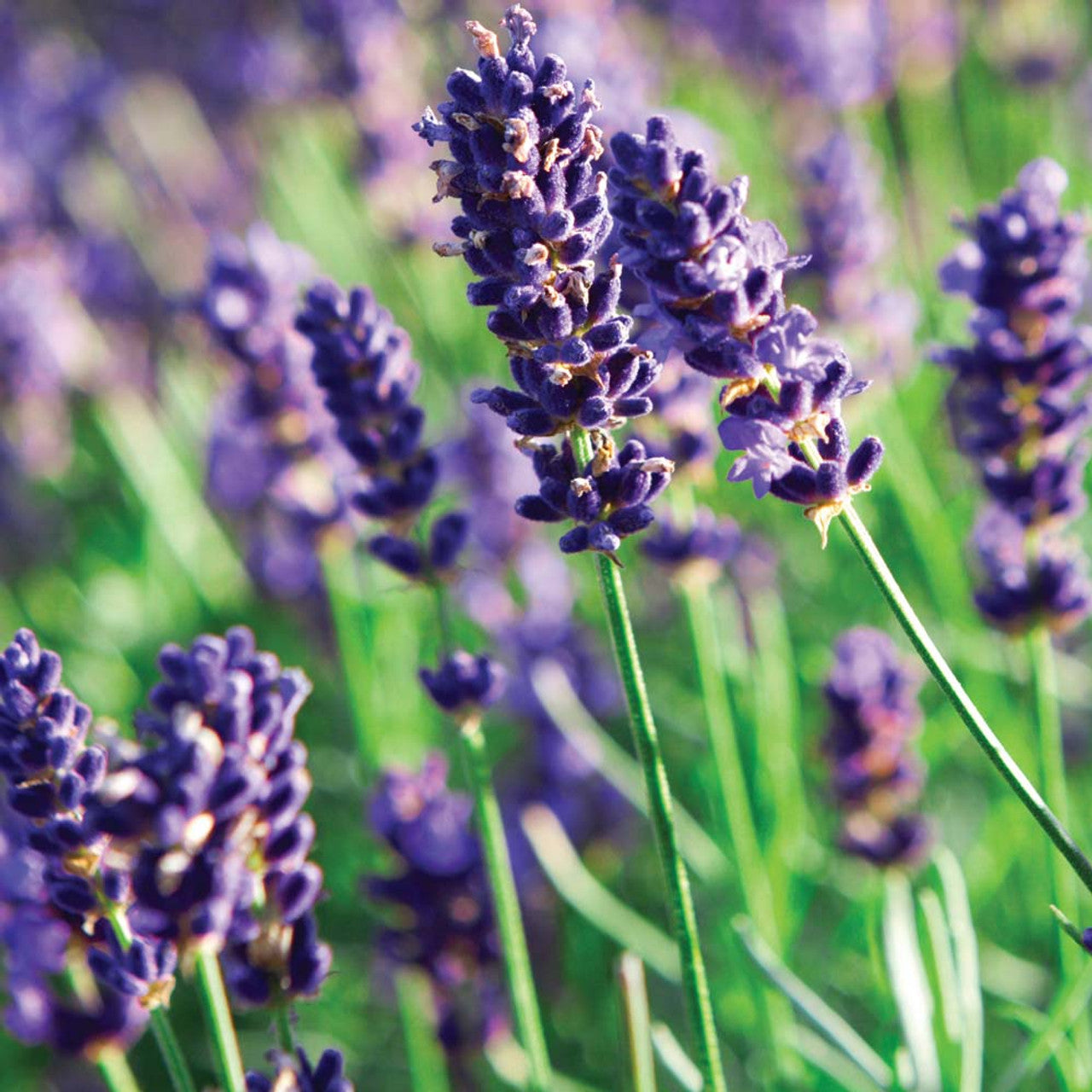 Lavender- True English