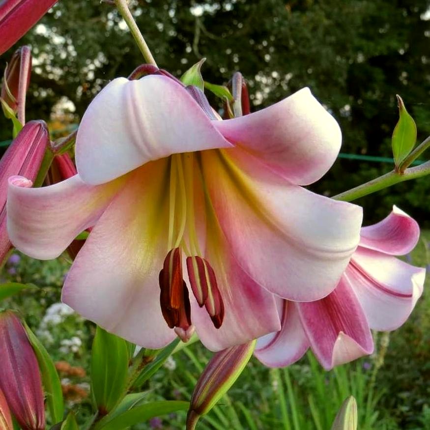 Oriental Trumpet Lily- Beijing Moon