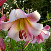 Oriental Trumpet Lily- Beijing Moon