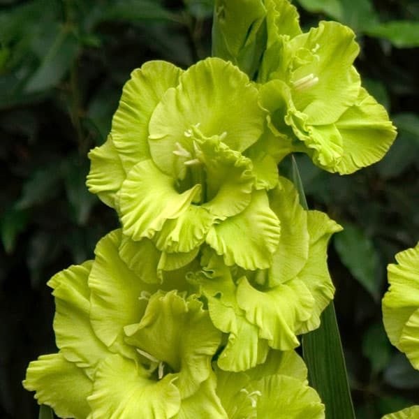 Gladiolus- Green Star