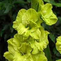 Gladiolus- Green Star