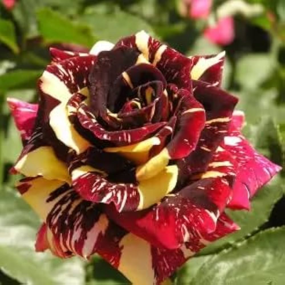 Marron Cream Rose Heirloom Non-GMO Seeds for Planting