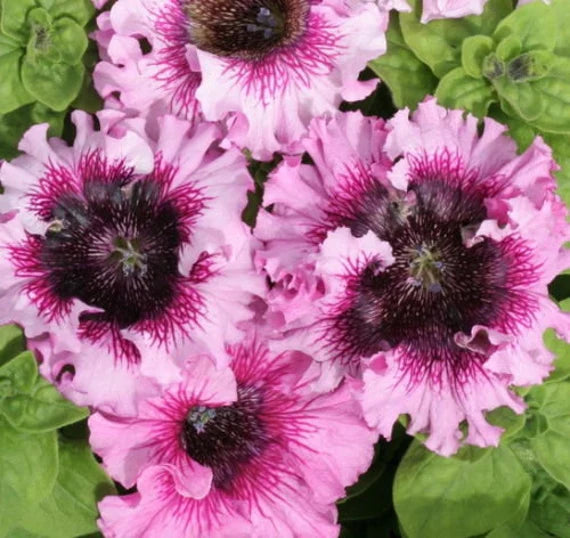 Petunia- Superbissima Mix