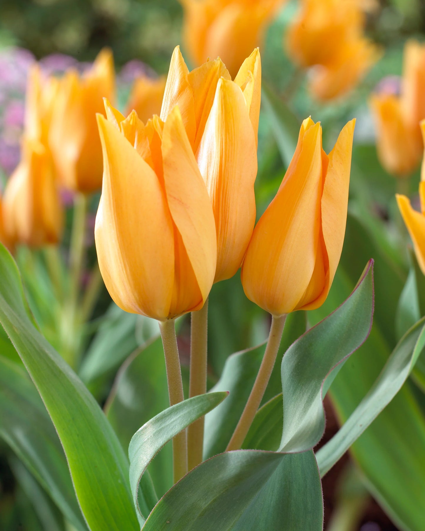 Shogun Tulip Seeds