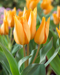 Shogun Tulip Seeds