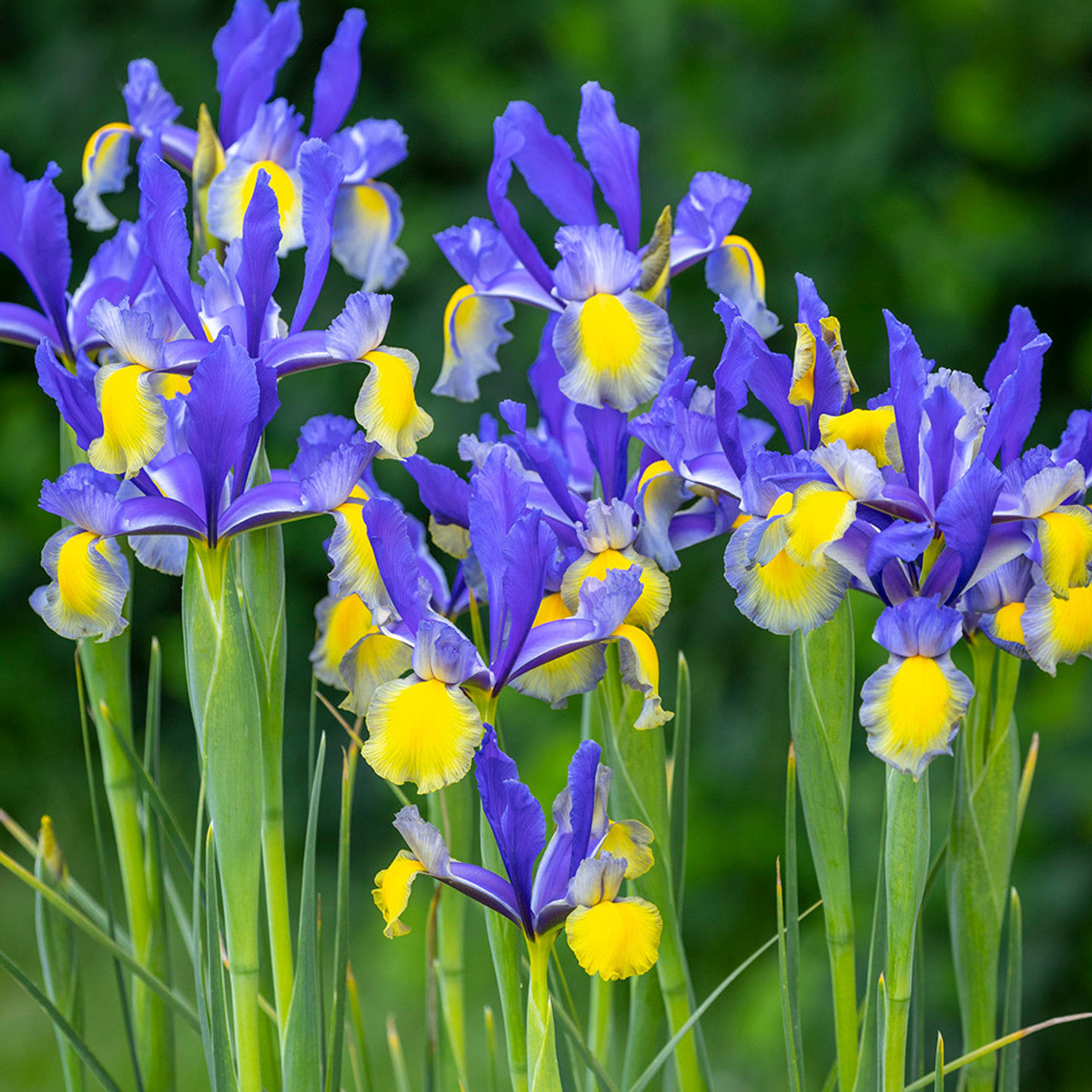 Dutch Iris- Miss Saigon