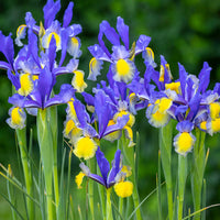 Dutch Iris- Miss Saigon