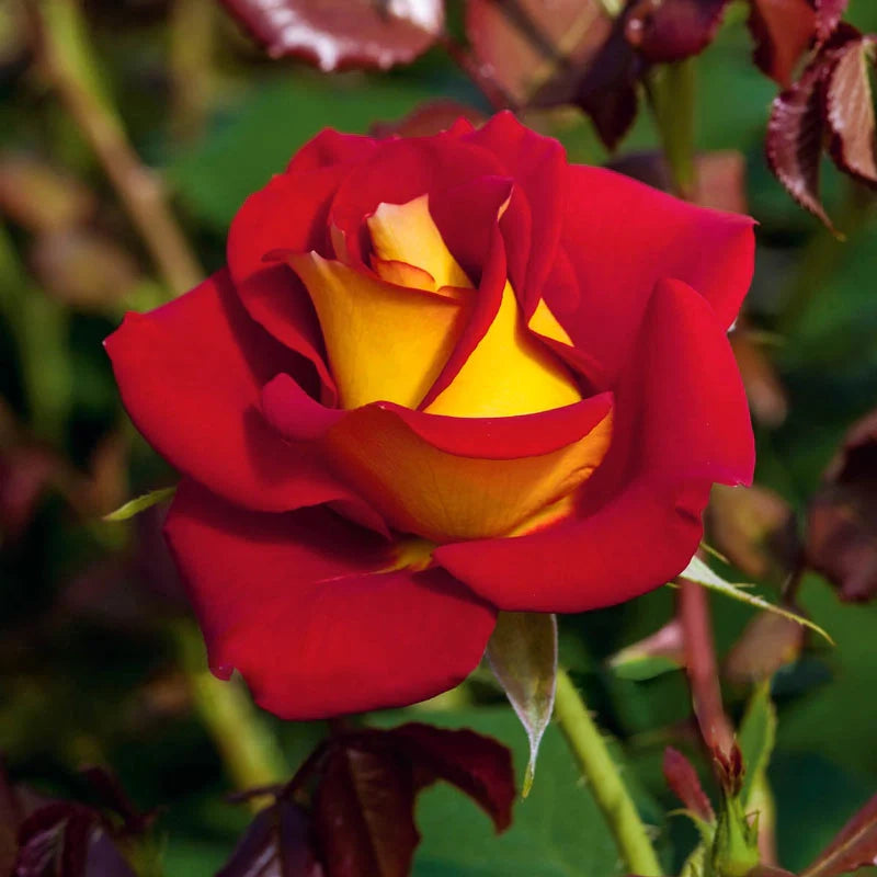 Ketchup & Mustard Rose