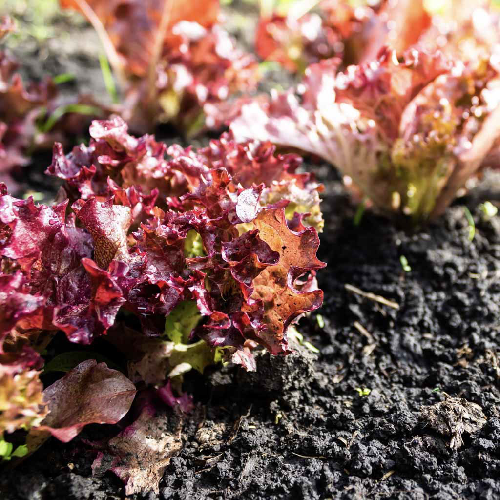 Red Saladbowl – Organic Lettuce Seed