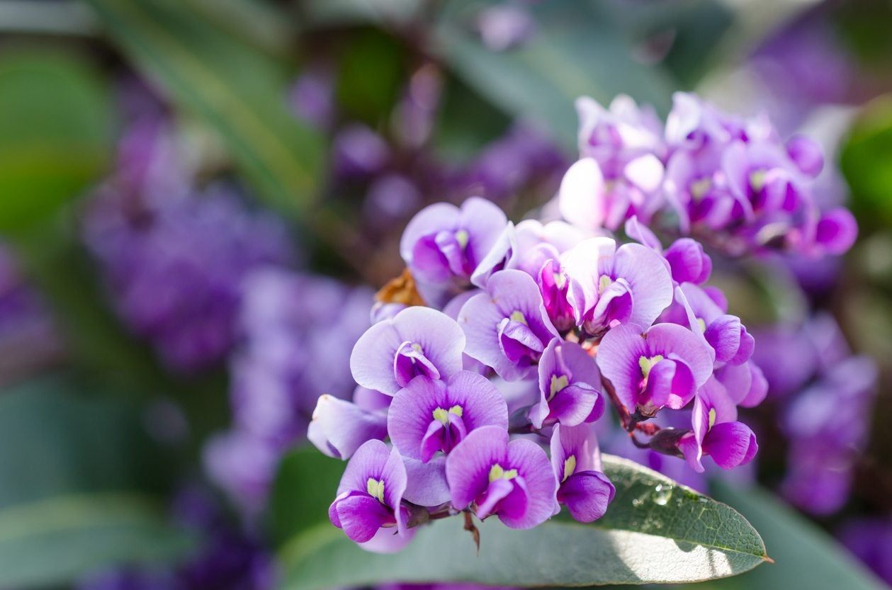 Hardenbergia- Purple