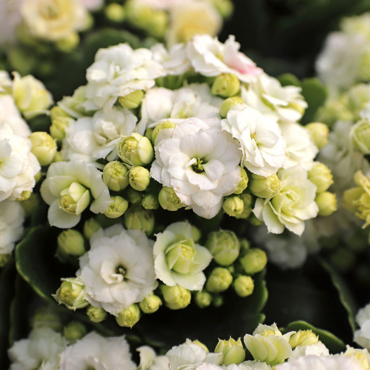 Organic White Kalanchoe Flower Seeds for Planting – Heirloom, Non-GMO