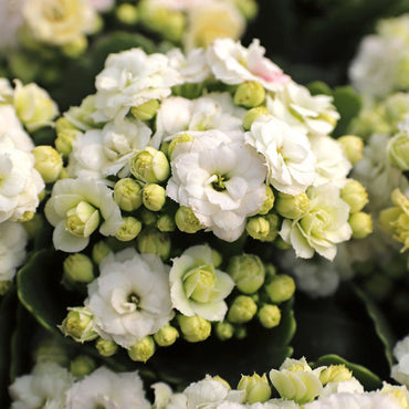 Organic White Kalanchoe Flower Seeds for Planting – Heirloom, Non-GMO