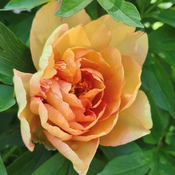 Singing in the Rain Itoh Peony