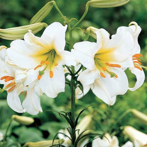 Regale Album Trumpet Lily Seeds