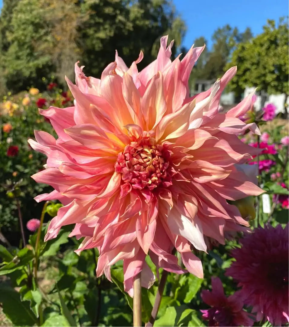 Dahlia- Watermelon (Tuber)