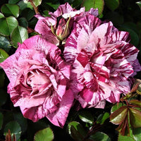 Purple Tiger Floribunda Rose