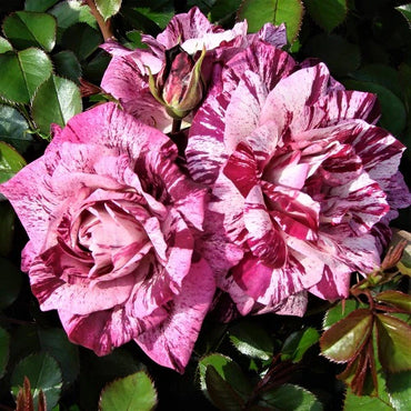 Purple Tiger Floribunda Rose