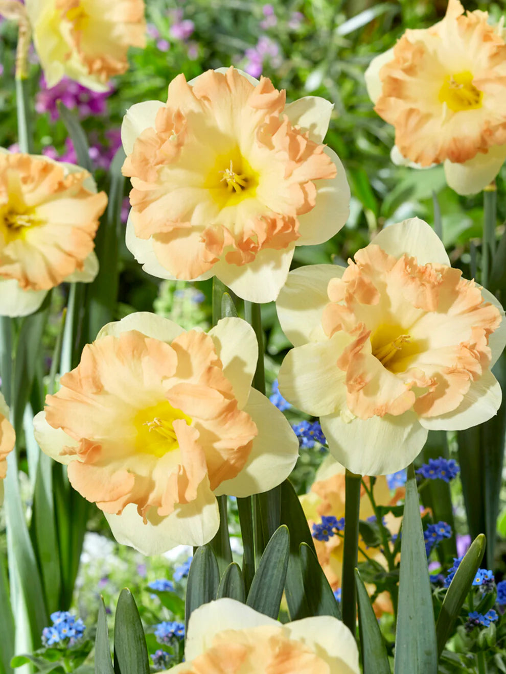 Easter Party Daffodil Seeds