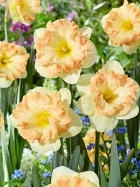 Easter Party Daffodil Seeds
