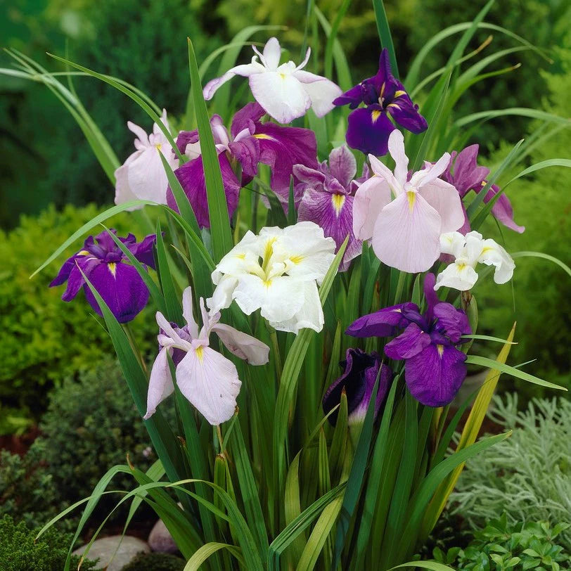 Dinner Plate Japanese Iris Collection