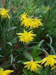 Rip Van Winkle Daffodil Seeds