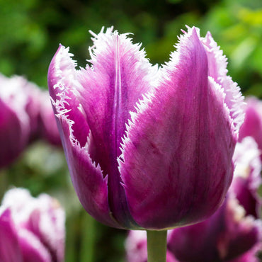 San Martin Tulip Seeds