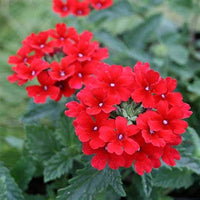 Heirloom Non-GMO Verbena Flower Seeds for Garden Planting – Colorful Blooms