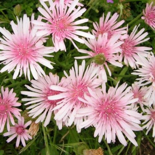 Hawksbeard- Rubra Mix