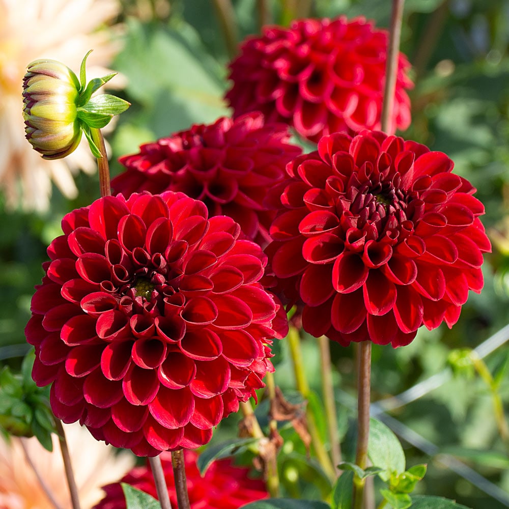 Dahlia- Red Tiger (Tuber)