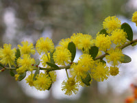 Gold Dust Wattle