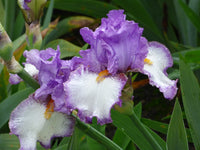 Swept Off My Feet Reblooming Bearded Iris