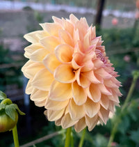 Dahlia- Cottage Delight (Tuber)