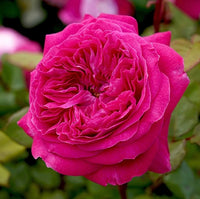 Rose- Delightful Parfuma