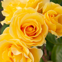 Sparkle & Shine Rose