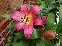 Empoli Lily Tree Seeds