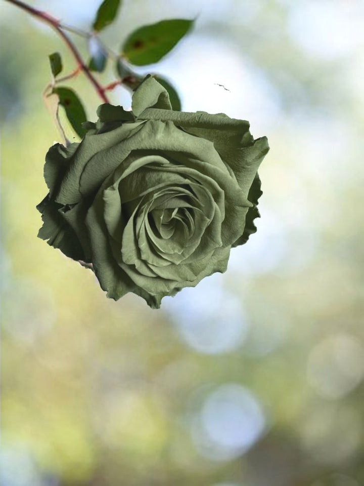 Army Green Rose Heirloom Non-GMO Seeds for Planting