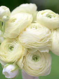 Ranunculus- Elegance Crema 43-99