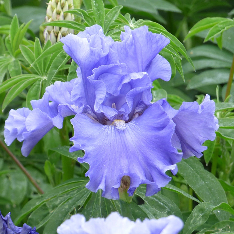 Merchant Marine Bearded Iris